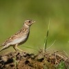 Skrivan lesni - Lullula arborea - Wood Lark 7188